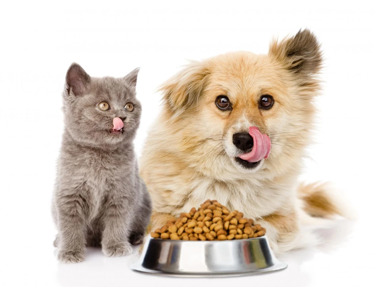 Pet Food